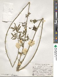 Jasminum mesnyi image