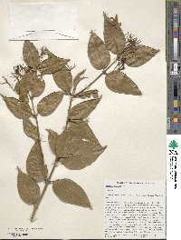 Jasminum laurifolium var. laurifolium image