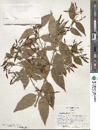 Jasminum laurifolium image