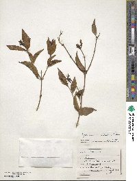 Jasminum laurifolium var. laurifolium image