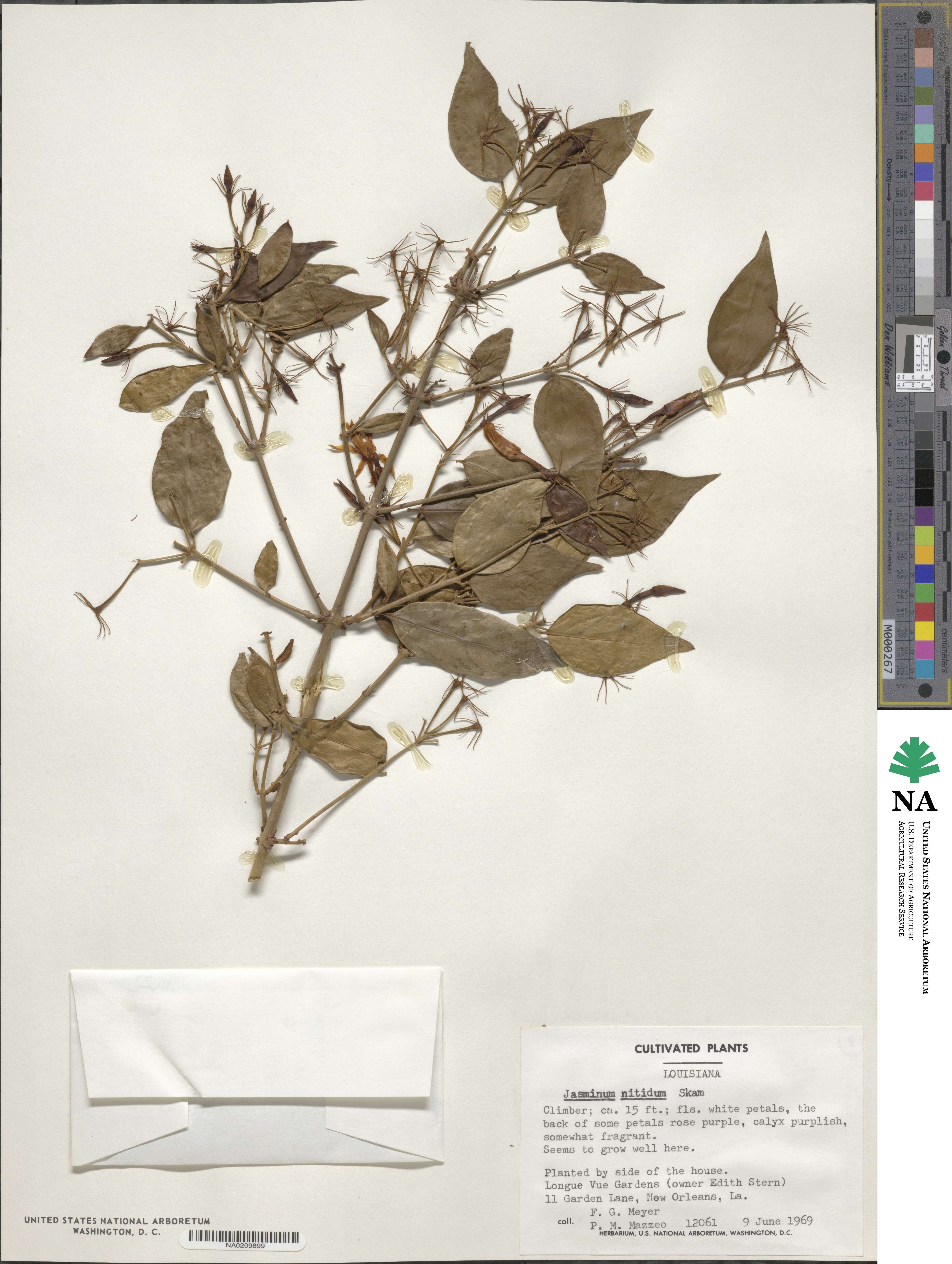 Jasminum laurifolium image