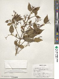 Jasminum laurifolium image