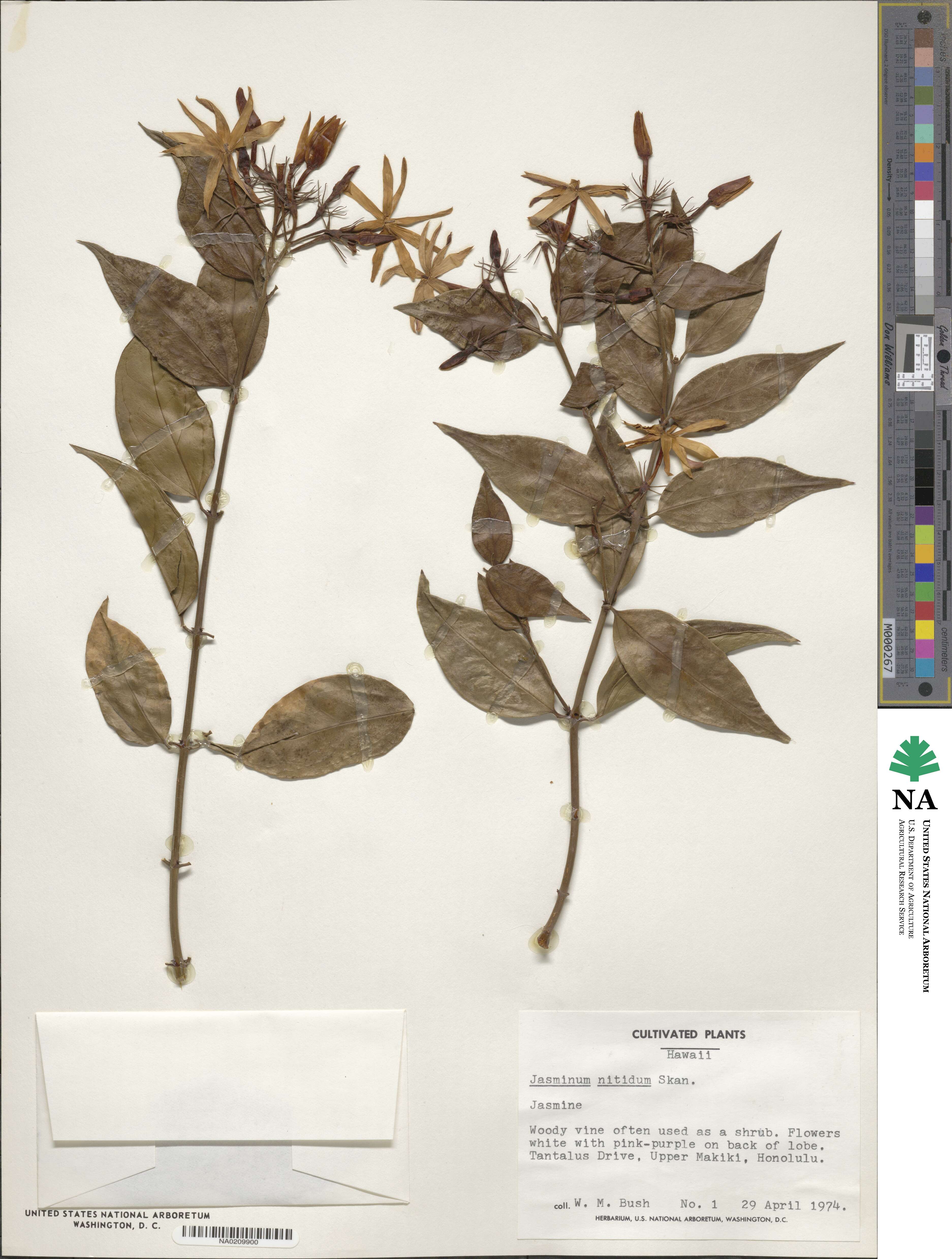 Jasminum laurifolium var. laurifolium image