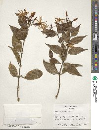 Jasminum laurifolium var. laurifolium image