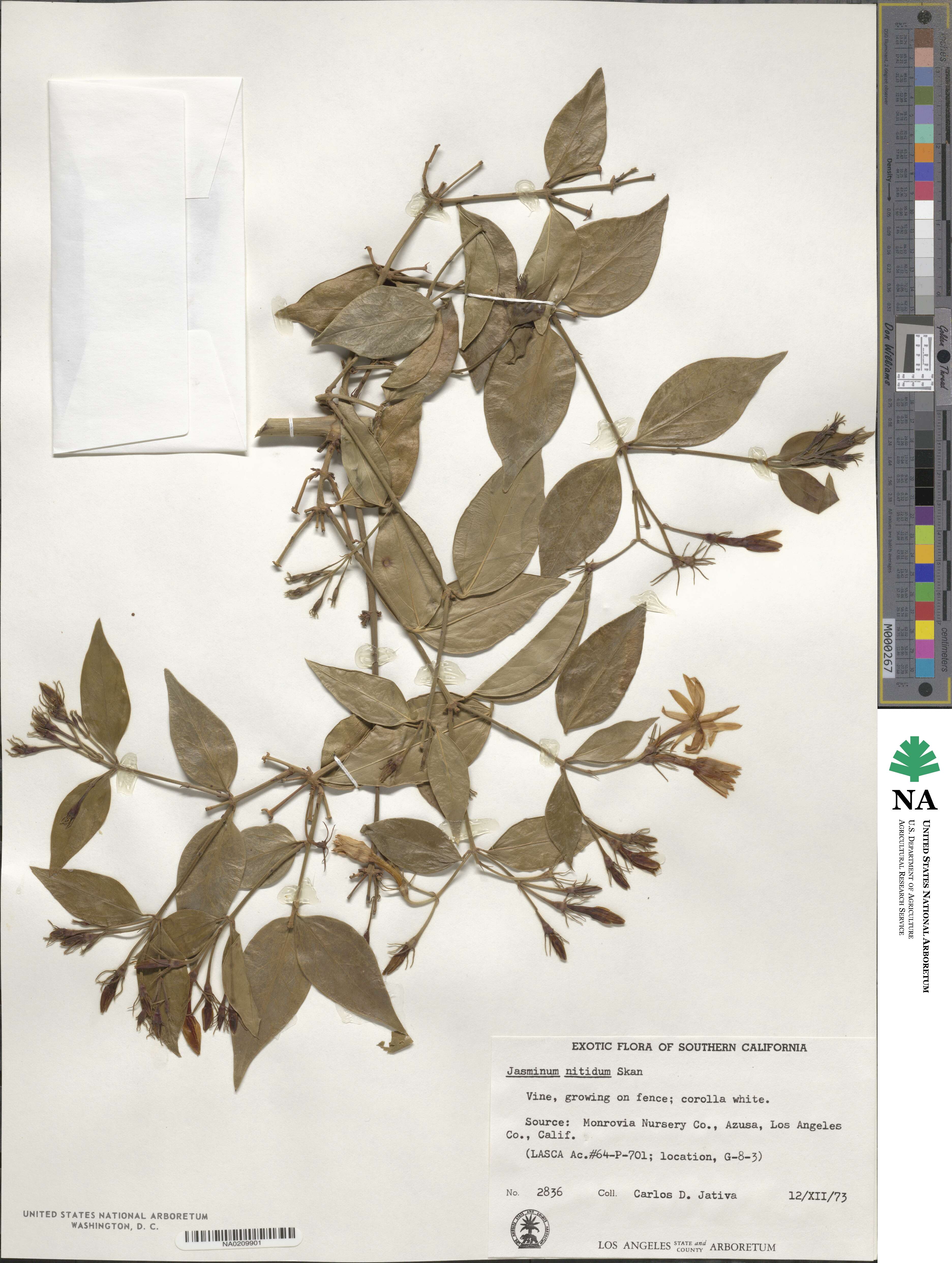 Jasminum laurifolium var. laurifolium image