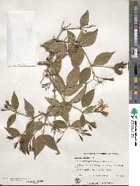 Jasminum laurifolium var. laurifolium image