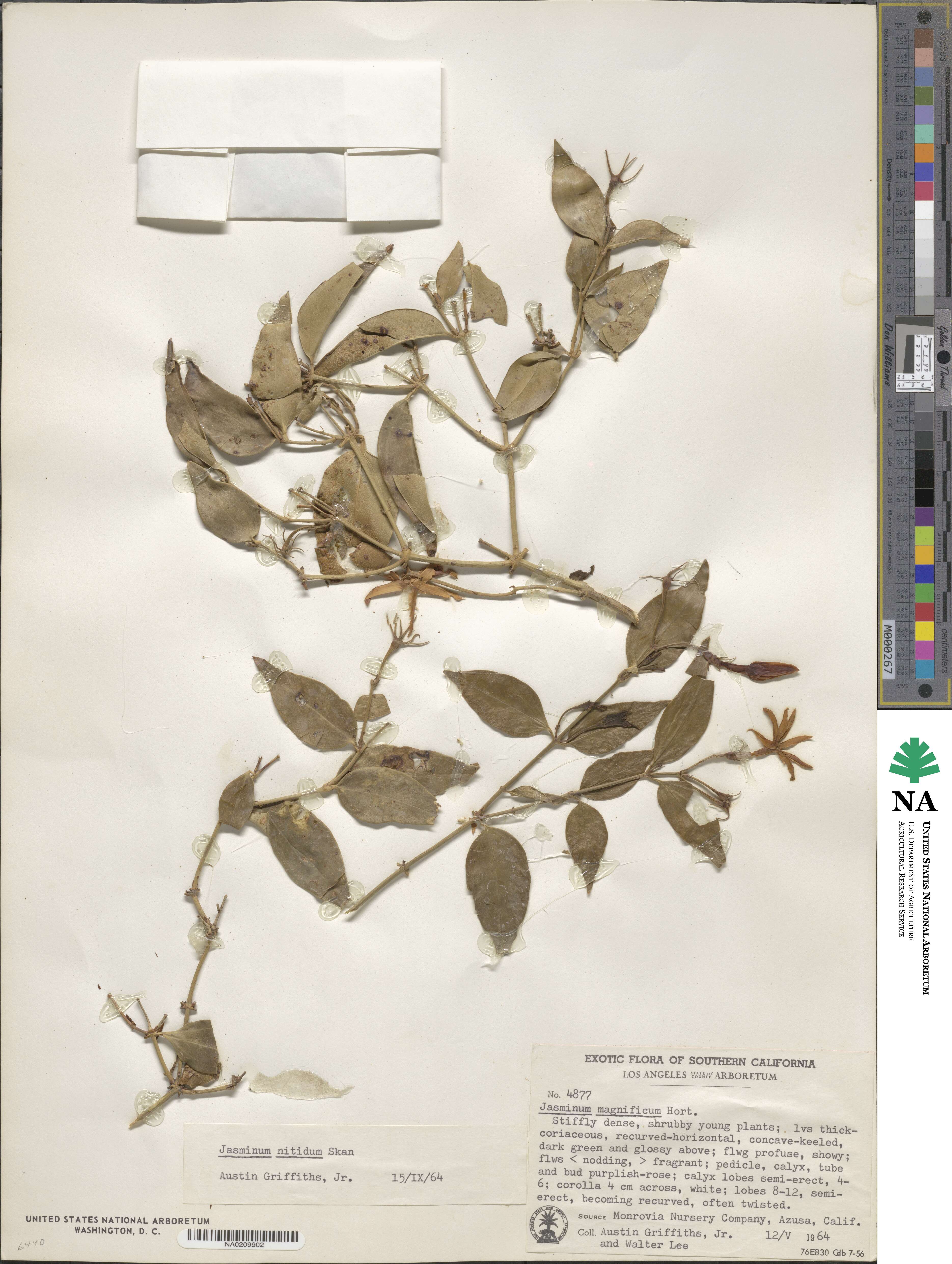 Jasminum laurifolium image