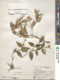 Jasminum laurifolium image