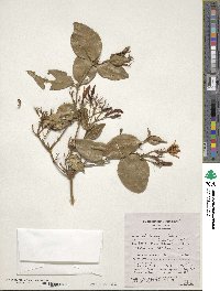 Jasminum laurifolium image