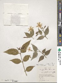 Jasminum laurifolium var. laurifolium image