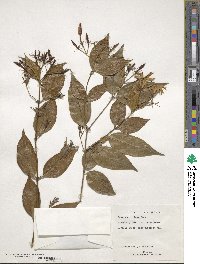 Jasminum laurifolium var. laurifolium image