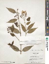 Jasminum laurifolium image