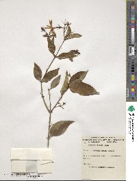 Jasminum laurifolium image