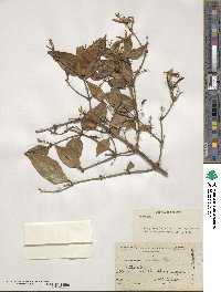 Jasminum laurifolium image