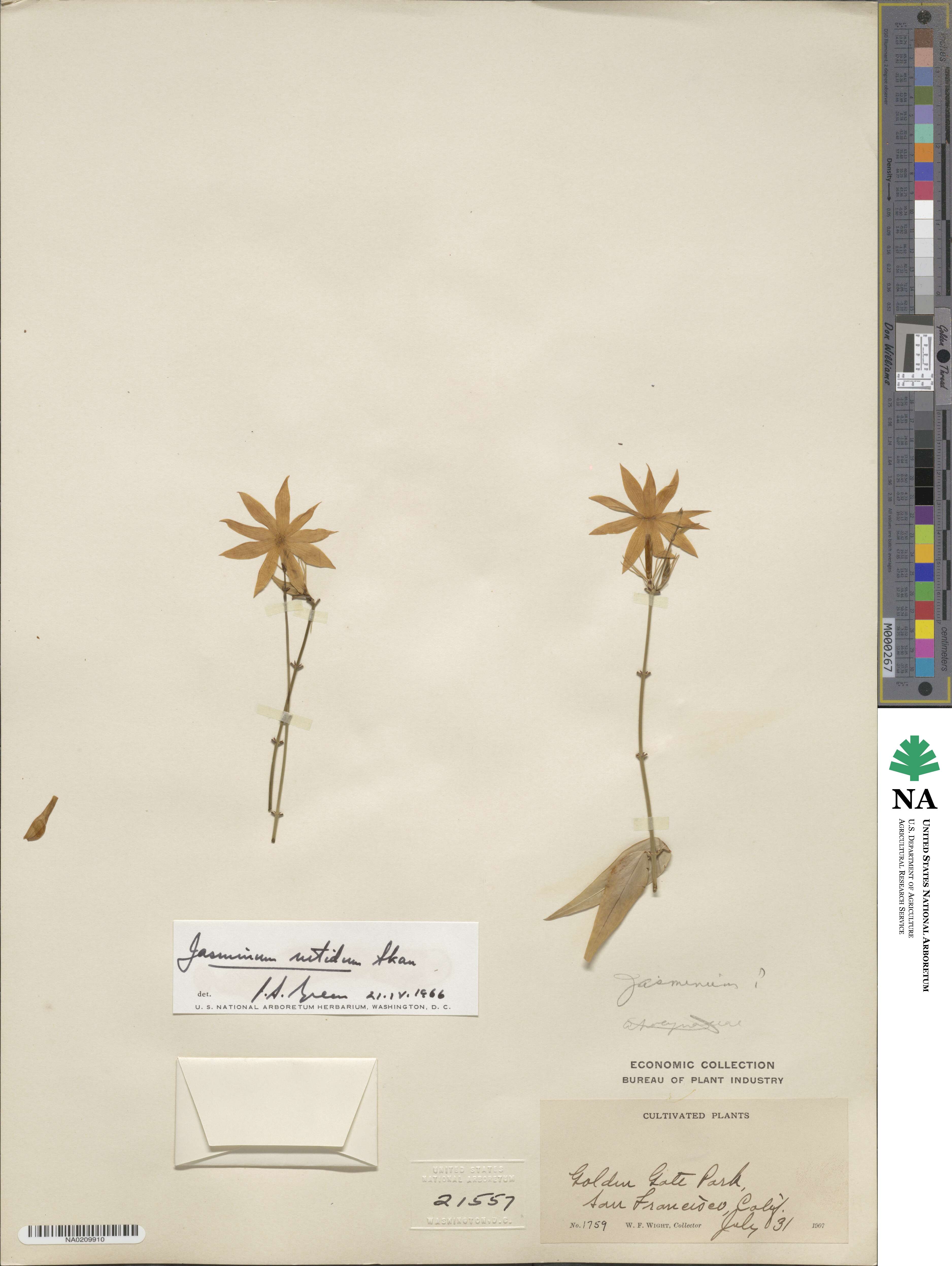 Jasminum laurifolium var. laurifolium image