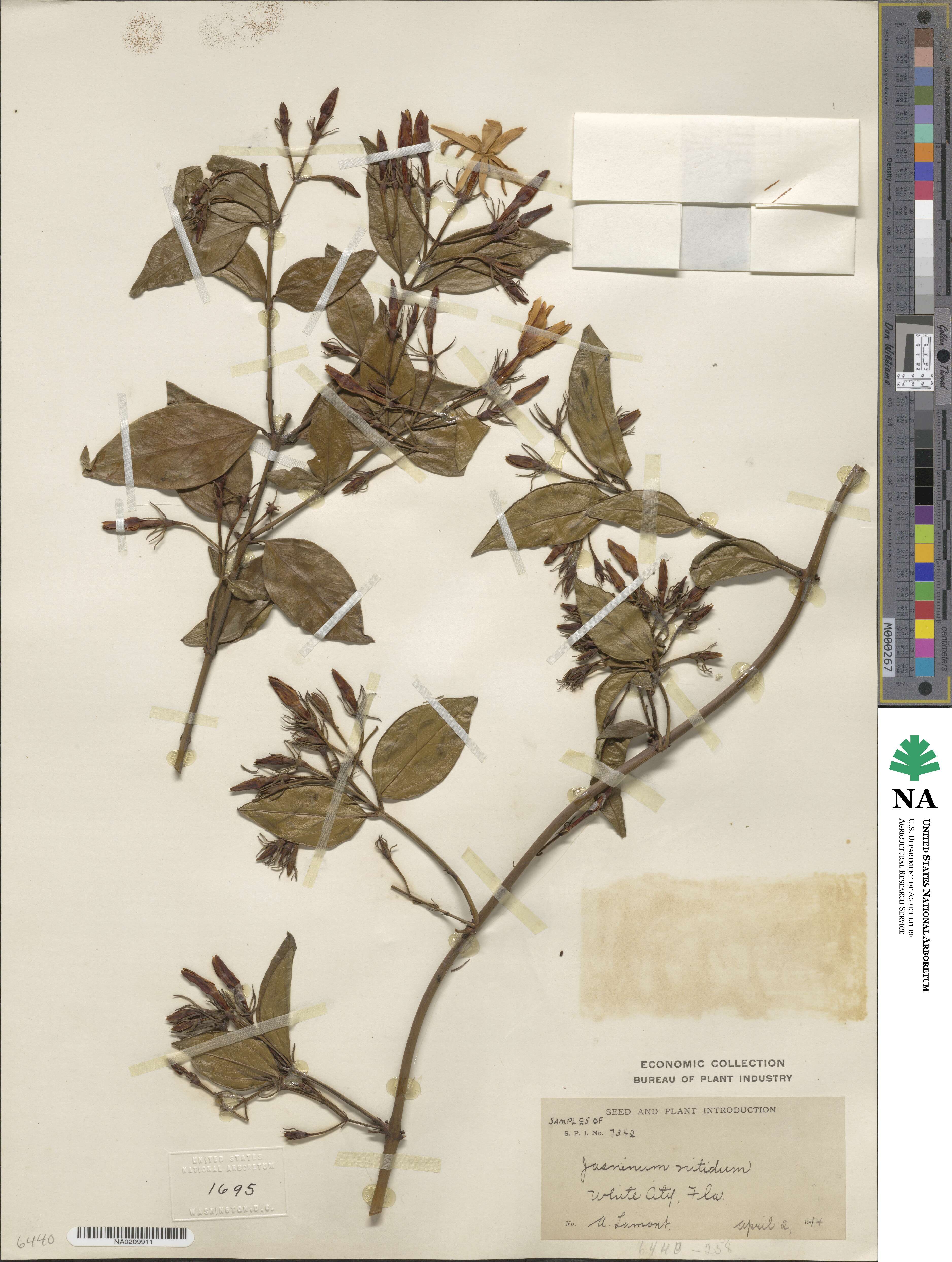 Jasminum laurifolium image