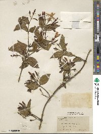 Jasminum laurifolium var. laurifolium image