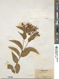 Jasminum laurifolium image