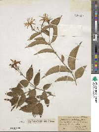 Jasminum laurifolium image