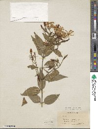 Jasminum laurifolium var. laurifolium image