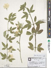 Jasminum nudiflorum image