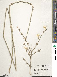 Jasminum nudiflorum image