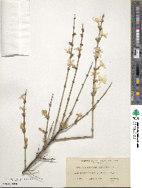 Jasminum nudiflorum image