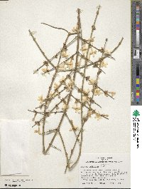 Jasminum nudiflorum image