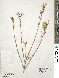 Jasminum nudiflorum image