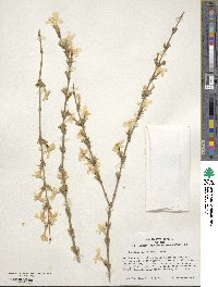 Jasminum nudiflorum image