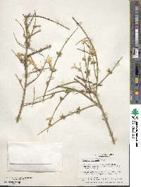 Jasminum nudiflorum image