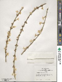 Jasminum nudiflorum image