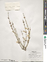 Jasminum nudiflorum image