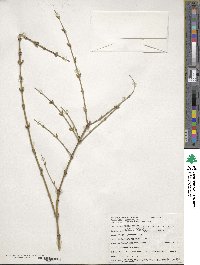 Jasminum nudiflorum image