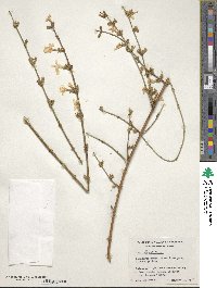 Jasminum nudiflorum image