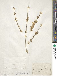 Jasminum nudiflorum image