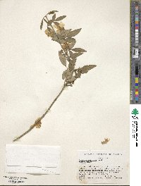 Jasminum nudiflorum image