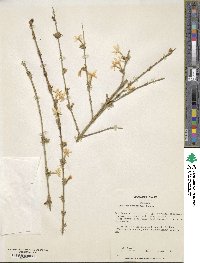 Jasminum nudiflorum image