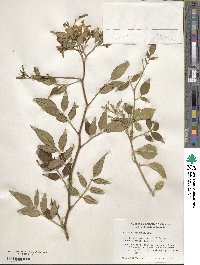 Chrysojasminum odoratissimum image