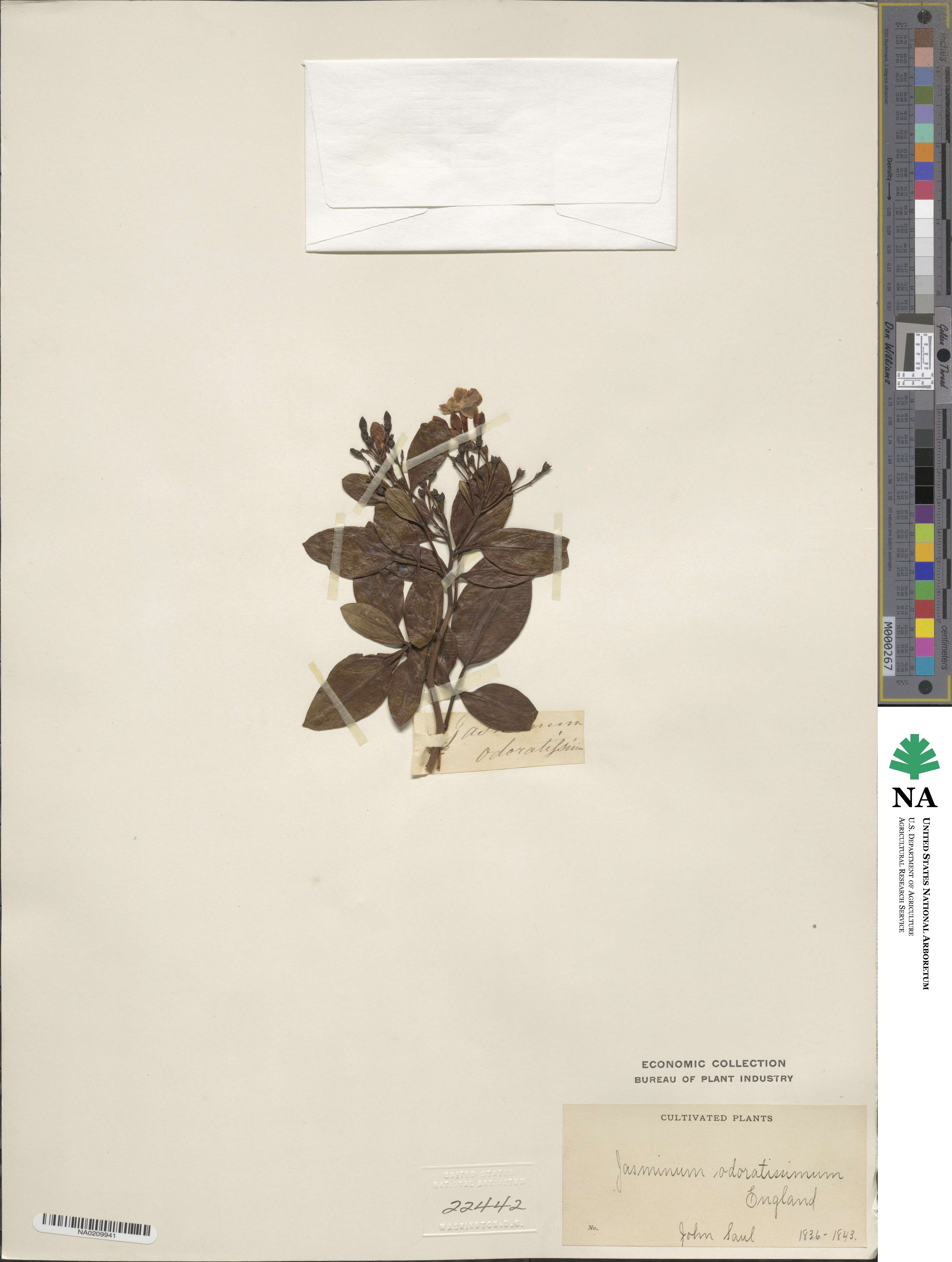 Chrysojasminum odoratissimum image