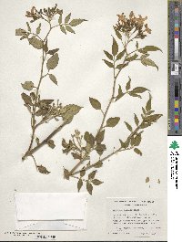 Chrysojasminum odoratissimum image