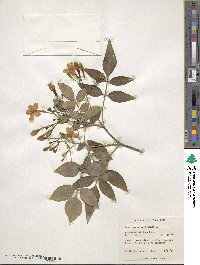 Chrysojasminum odoratissimum image