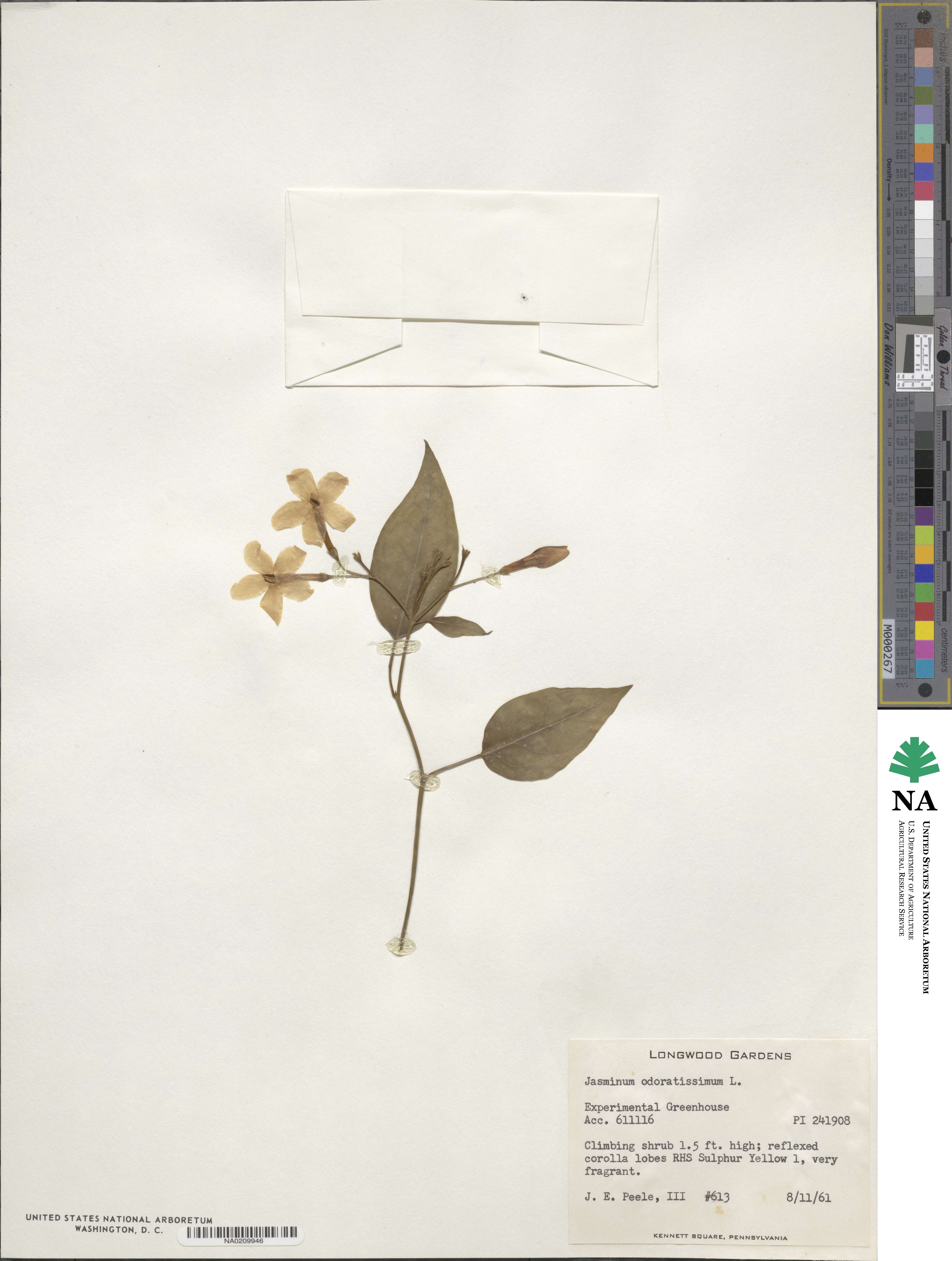 Chrysojasminum odoratissimum image