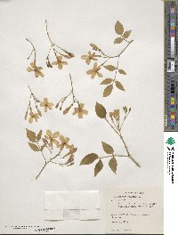 Chrysojasminum odoratissimum image