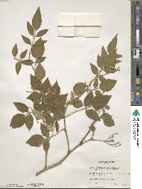 Chrysojasminum odoratissimum image