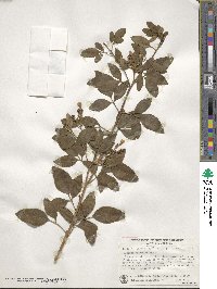 Chrysojasminum odoratissimum image