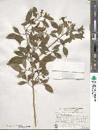 Chrysojasminum odoratissimum image