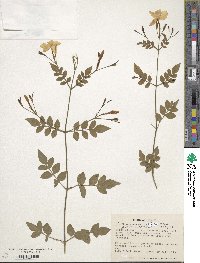 Jasminum officinale image