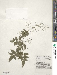 Jasminum officinale image