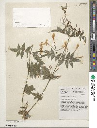 Jasminum officinale image